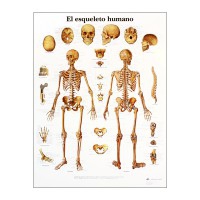 Tableau d'anatomie : squelette humain